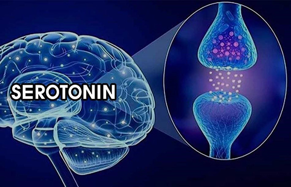 Thiếu hụt serotonin là nguyên nhân gây suy nhược thần kinh, rối loạn lo âu, trầm cảm.jpg